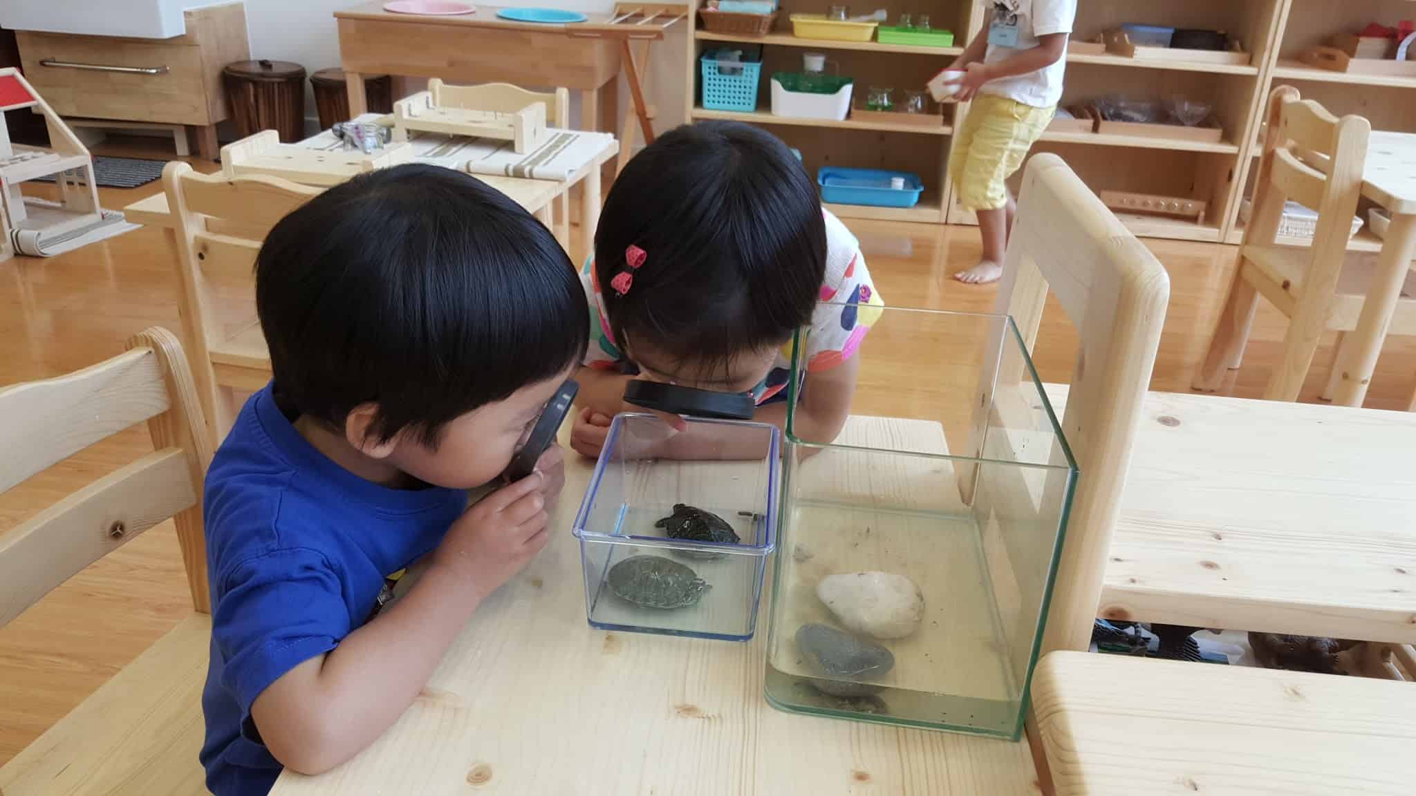 Kids using magnifier to see turtles